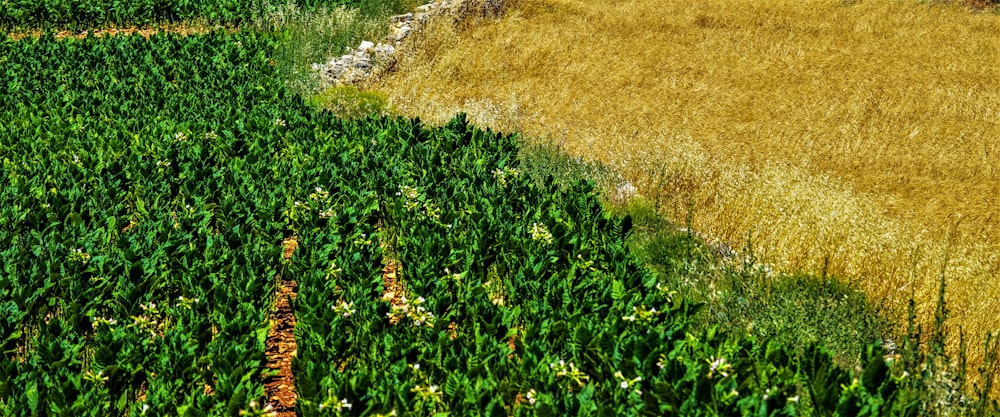 Green farmland at Natural Kheti